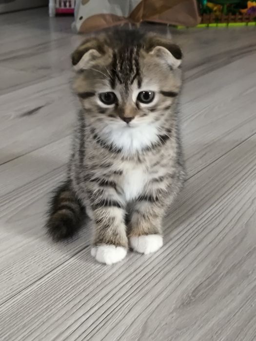 Продам шотландських кошенят.