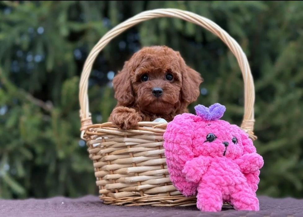 Дівчинка той пудель супер манюня