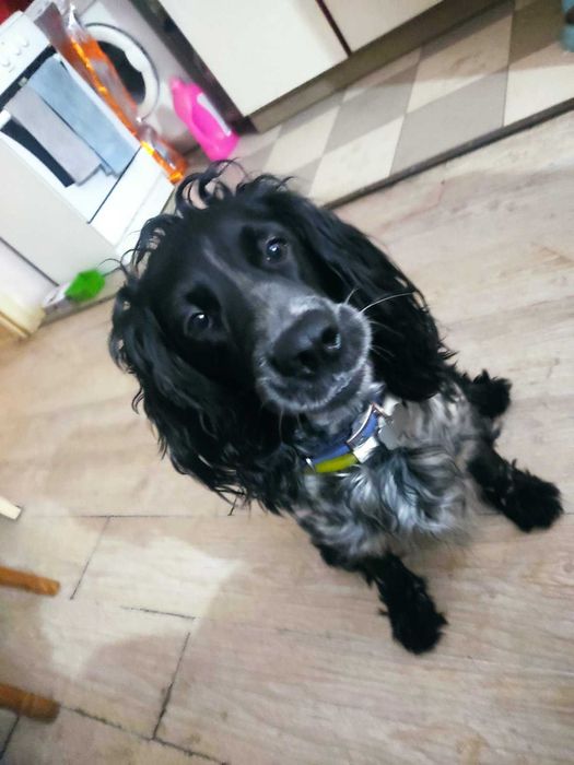 Спаніель РОС кобель з документами. В'язка