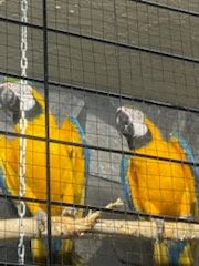 Ary ararauny sprzedam