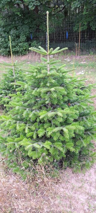 Jodła kaukaska polska plantacja