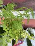 Plantas fetos enraizados