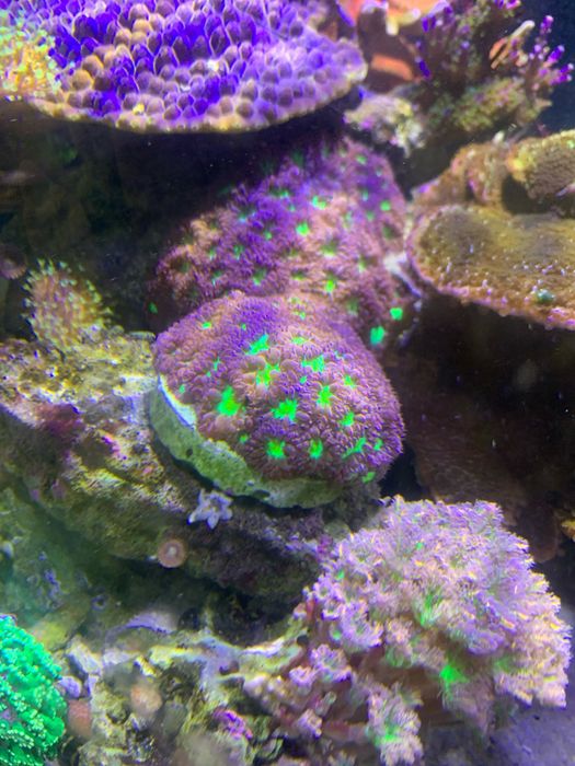 Szczepka kolonia Blastomussa Merletti Pink rafa