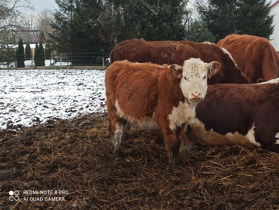 Odsiadki Hereford byczki i jałówki