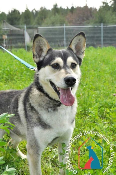 Piesek Axel szuka domu!