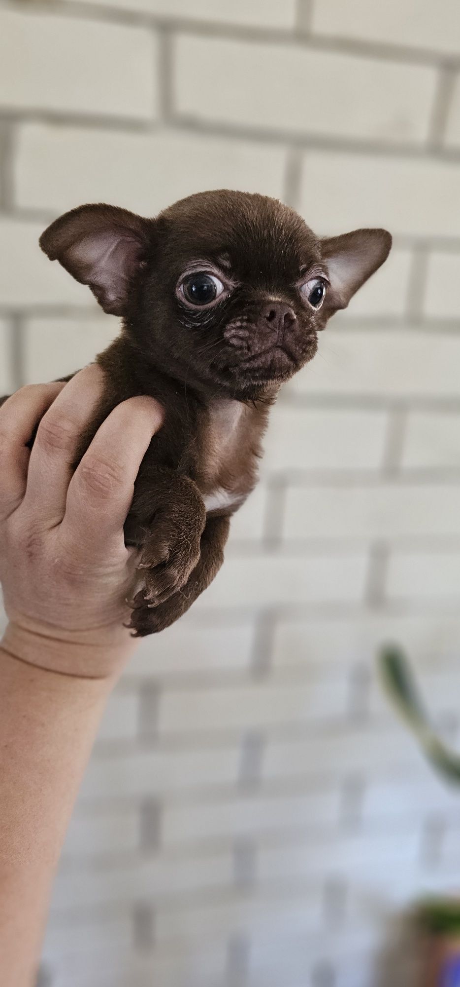 Chihuahua czekoladowy piesek z rodowodem