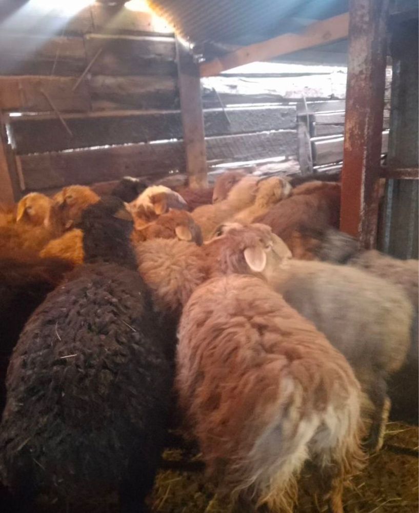 продаємо баранів і ягнят