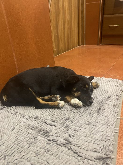 Шукаємо люблячих господарів