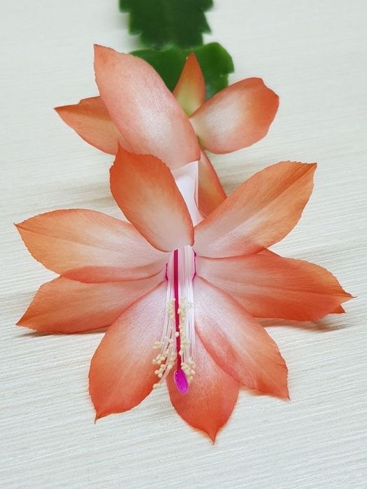 Декабрист,рождественник, пасхальник