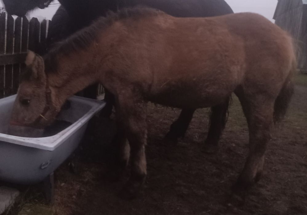 Sprzedam źrebówkę 7 miesięcy