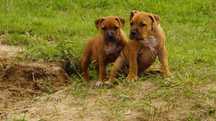 Everest samiec American Staffordshire Terrier zkwp FCI.  Do odbioru