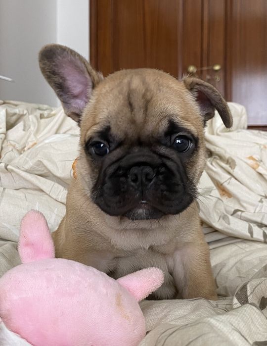 bulldog  fawn menino