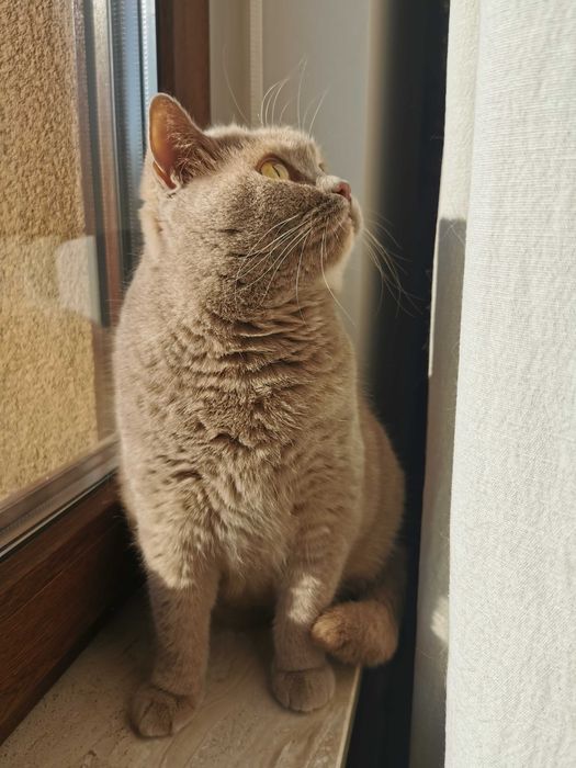 Płowa szylkretka w opcji pohodowlanej - hodowla Apollove.