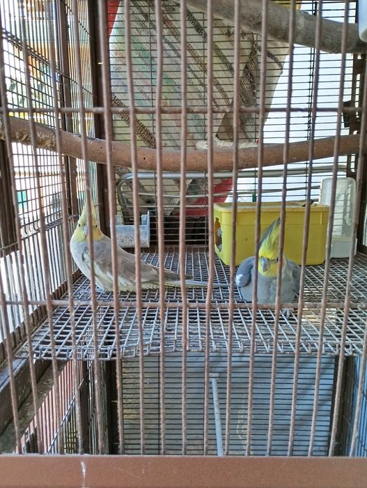 Vendo Casal de caturas