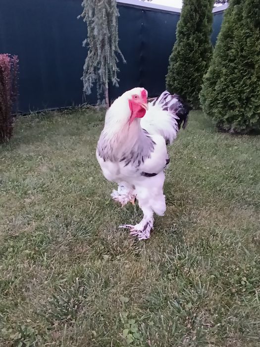 Світла колумбійська брама