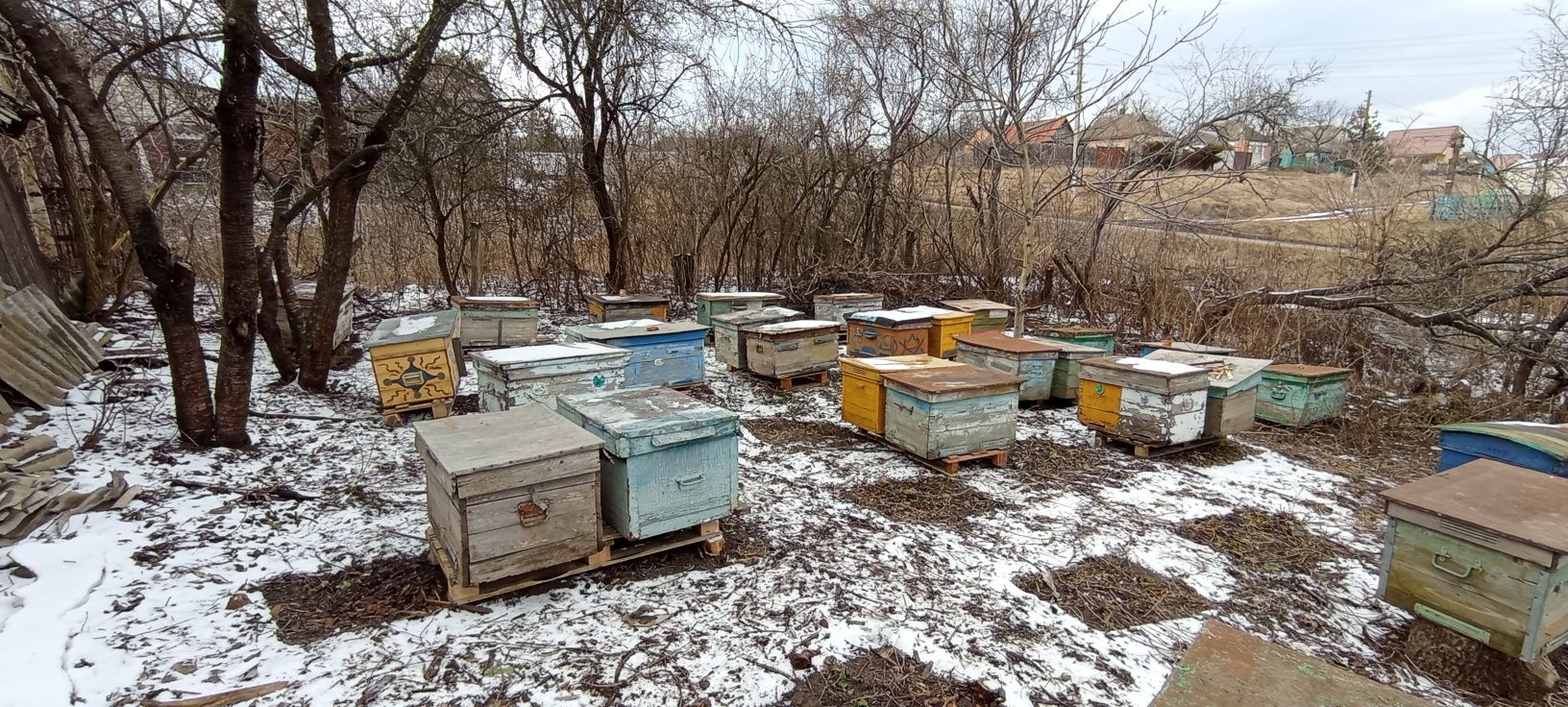 Продам бджолині відводки (пакети)  комплектація(3+1) Харків, Золочів
