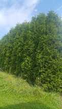 Tuja thuja szmaragd drzewko ok 5-6m ladna szeroka kilka sztuk..