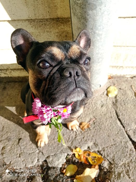 В'язка, французький бульдог
