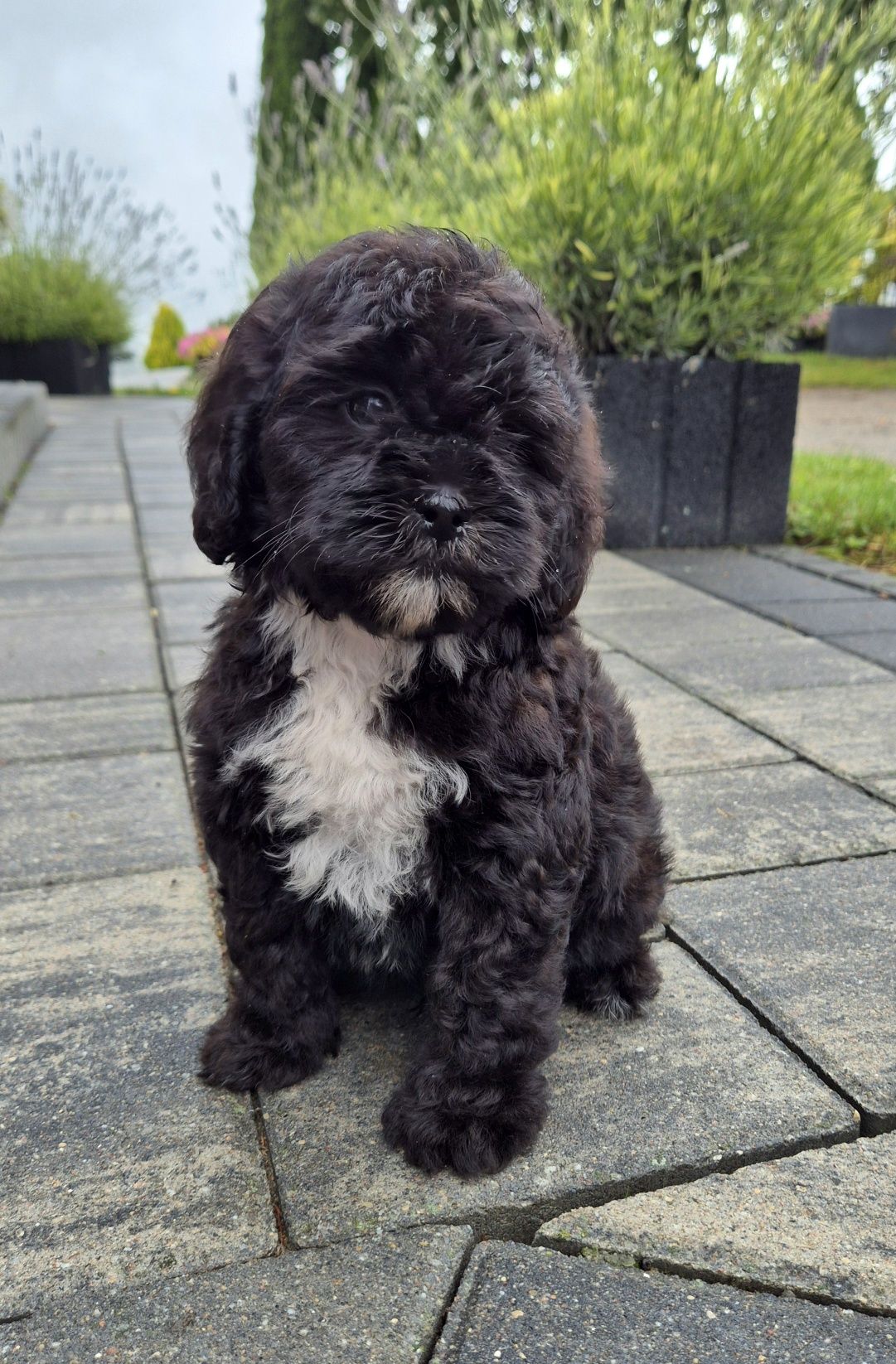 Shihpoo Samczyk hybryda ras