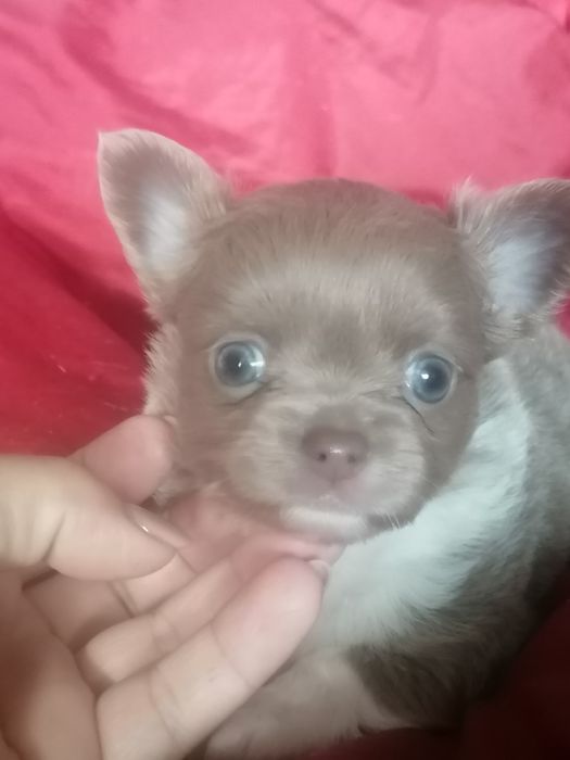 Chihuahua excelente exemplar