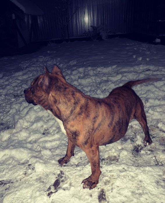 Віддам в хороші руки Стаф всі вопроси на Вайбер +420776413212