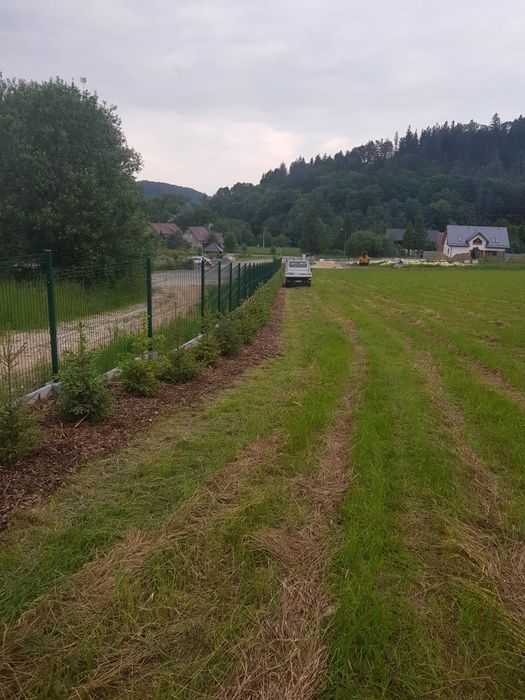 Tuja szmaragd transport sadzenie