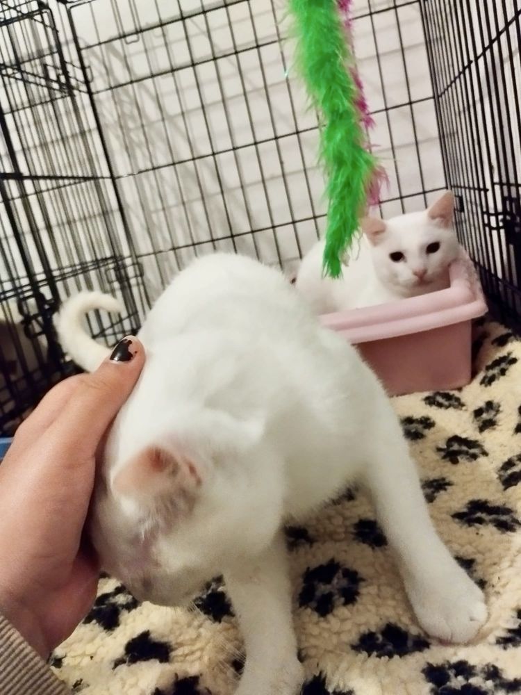 2 gatinhos bebés machos para adoção reaponsável