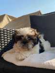 Shih tzu piesek