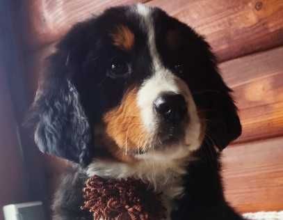 Śliczny Berneński Pies Pasterski !