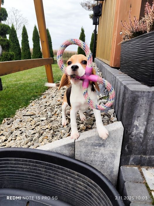 Suczka Beagle gotowa do odbioru metryka czip wyprawka 3 szczepienia