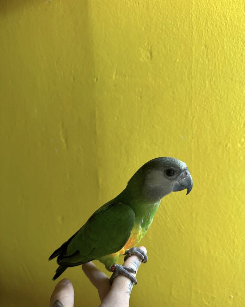 Сенегальские попугаи ,сенегалы , ручные самцы и самки