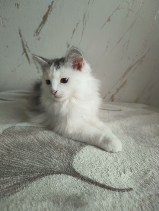 Kot , kociak , kocurek syberyjski