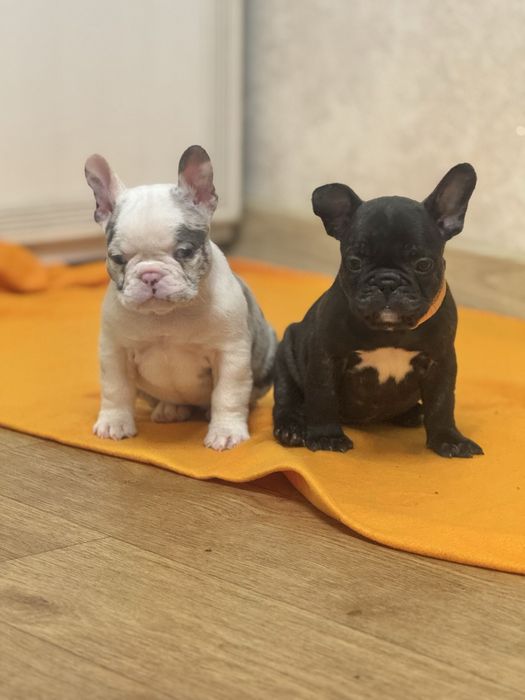 Крутезні малюки французькі бульдоги