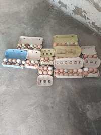 Ovos caseiros frescos   codorniz e galinhas