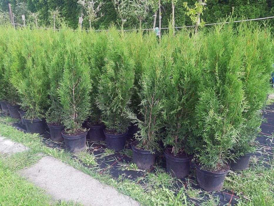 Tuja Szmaragd Szmaragdowa Tuje Szmaragdy 90CM Wys hodowane w doniczce