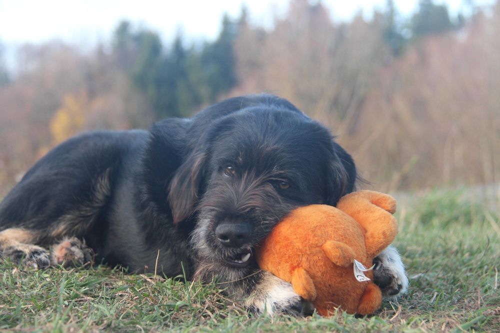 Nepal szuka domu, wspaniały, mądry szczeniak