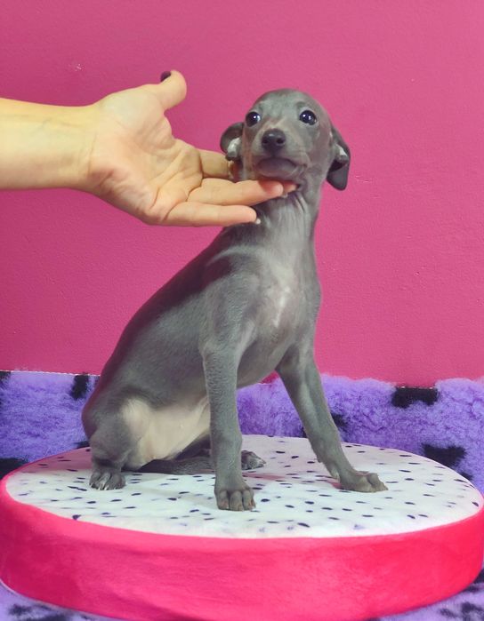 Charcik włoski śliczna suczka