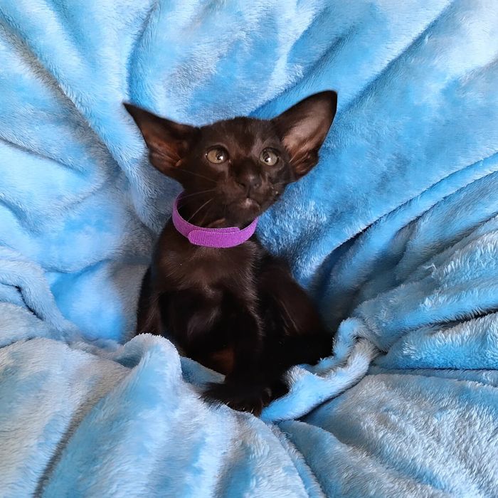 Ориентальные девочки