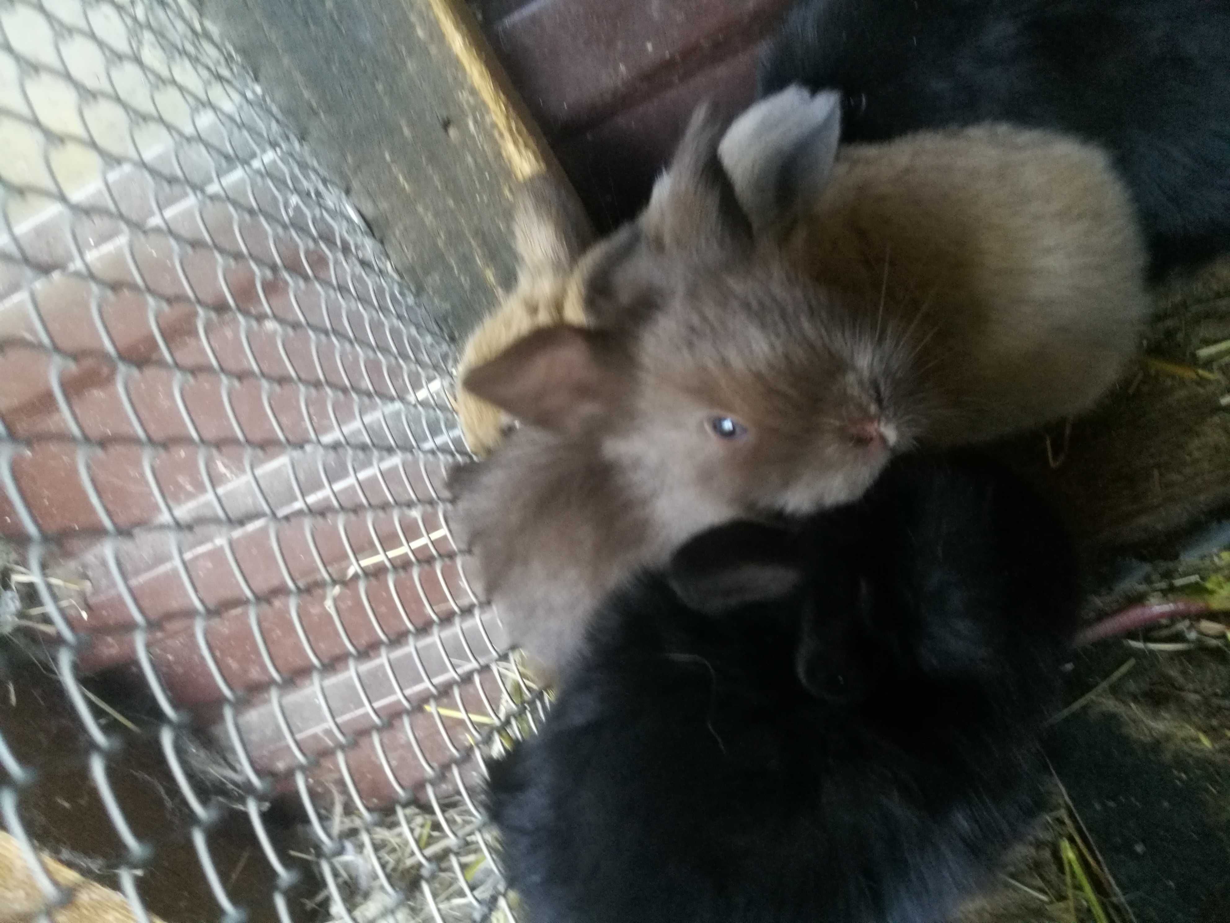 króliki miniaturki mini lop