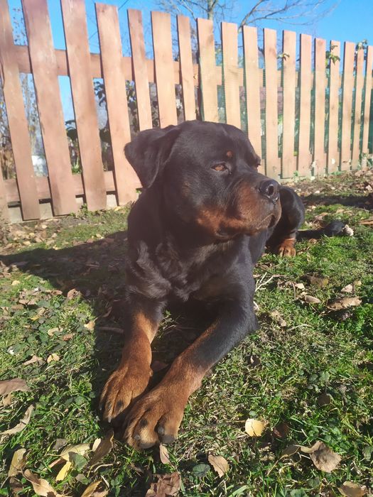 Ротвейлер  в'язка вік 5 років