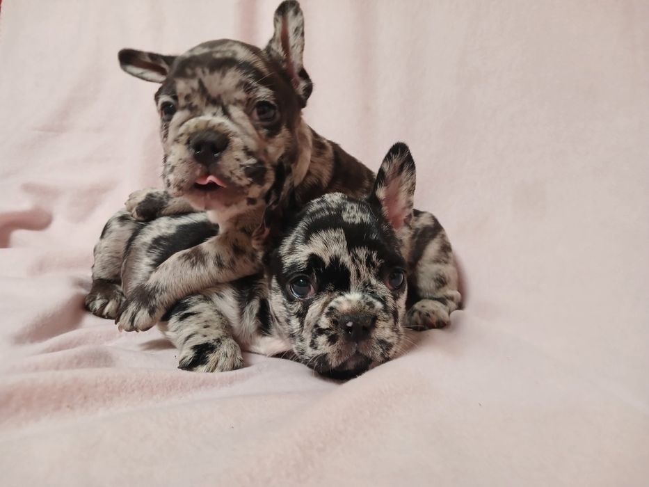 Французята щенки мальчики и девочки как на подарки  к празднику