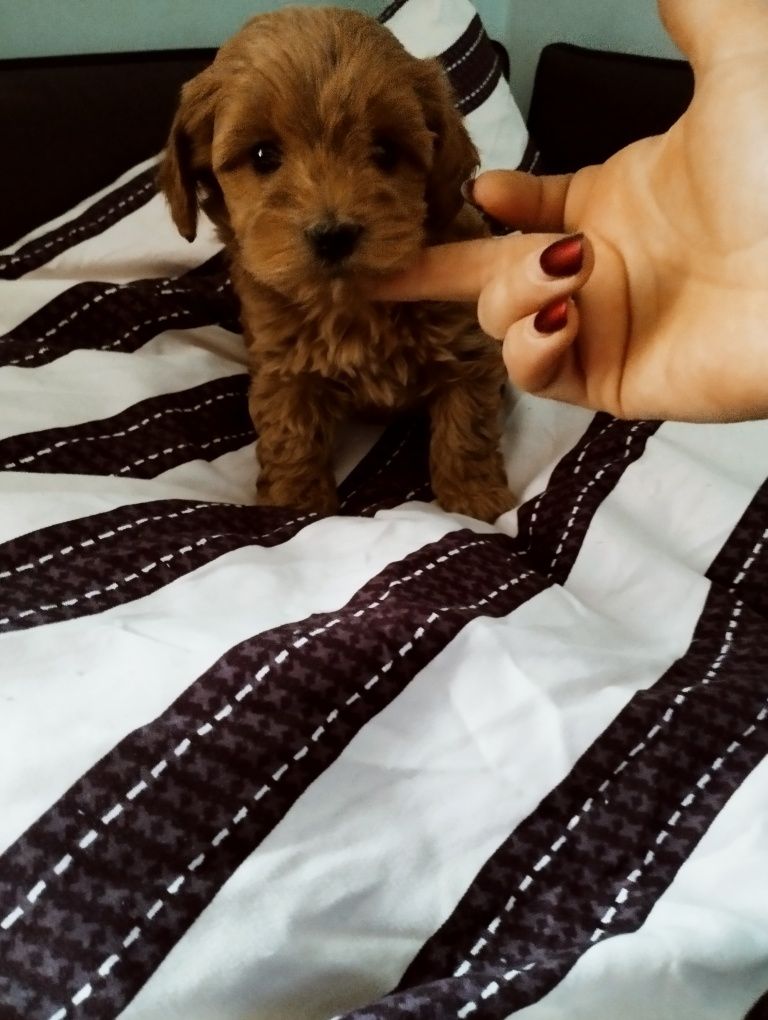 Śluczna suczka Maltipoo