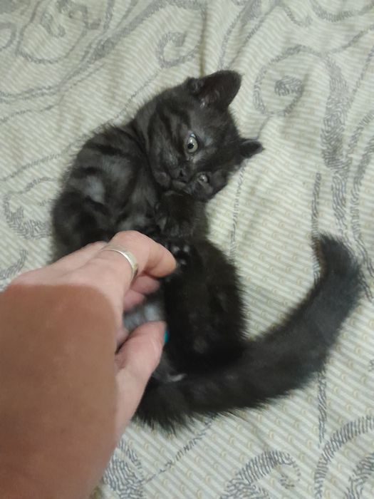 Шотландські дівчата чистокровні