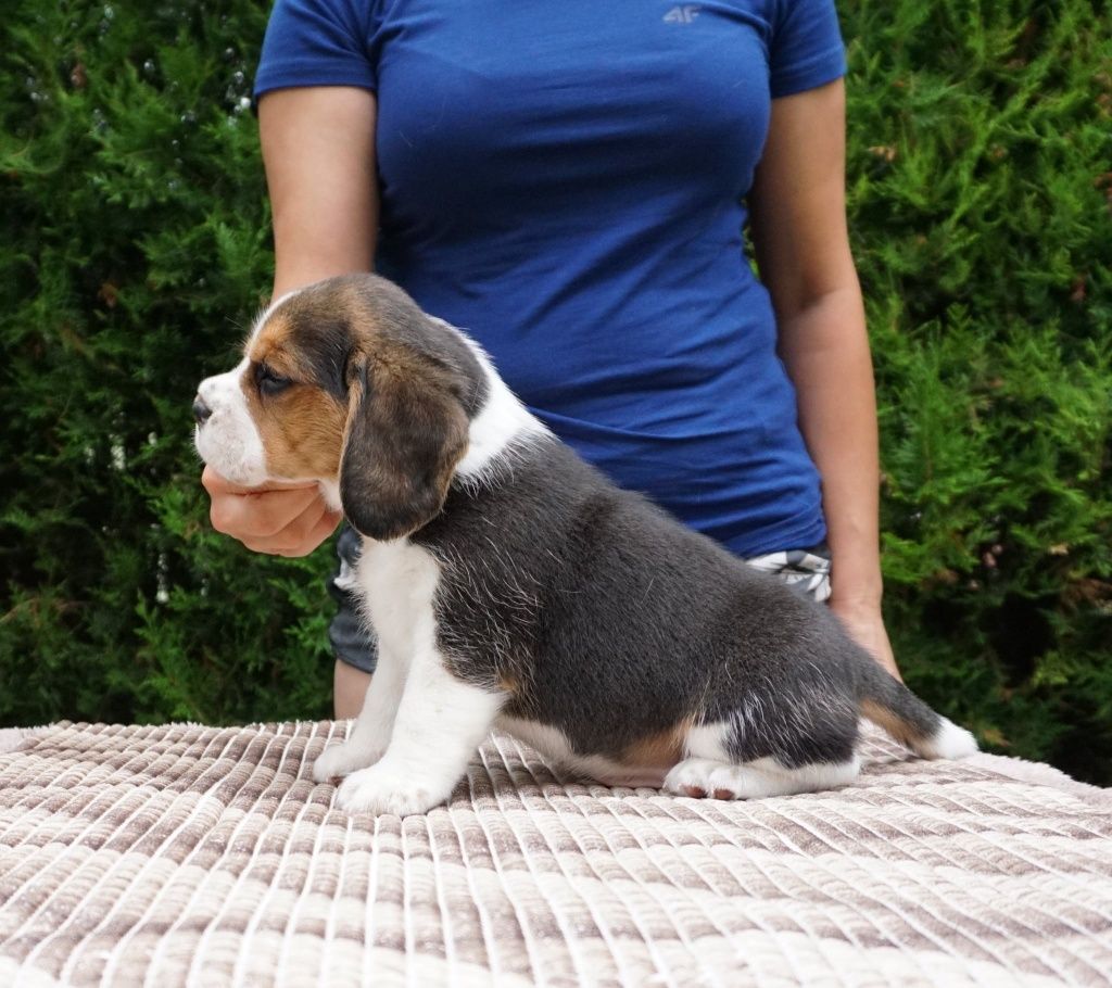 Beagle, FCI,  ZKwP,  szczeniak,  piękny piesek