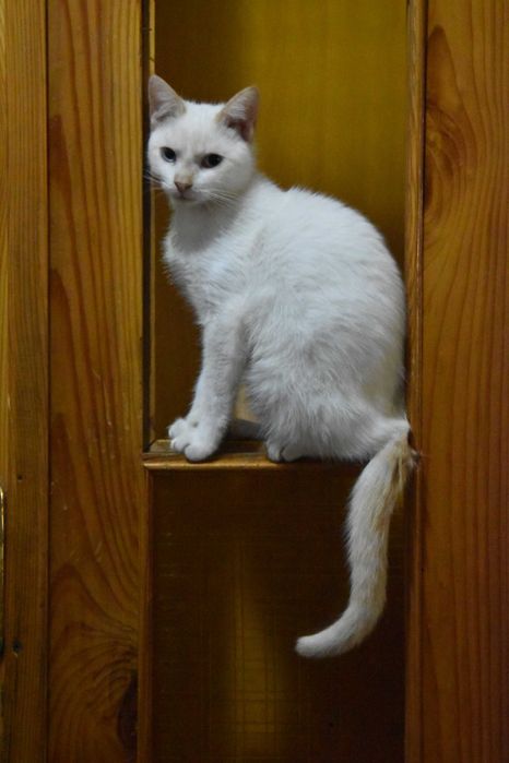 Сіамський ред-пойнт 9міс.