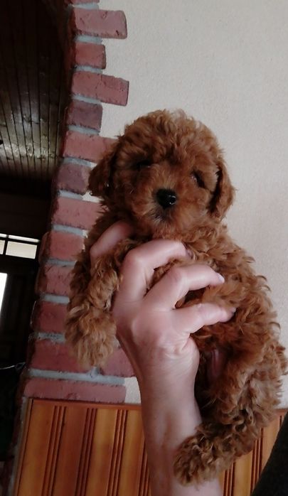 Чарівні пуделята тої