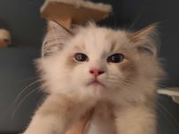Ragdoll Kocurek blue lynx bicolour suoer rodowod fpl certyfikat