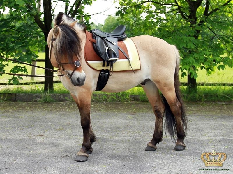 Czaprak Euro-Star Stripe-In hazel/morninglight Full VS
