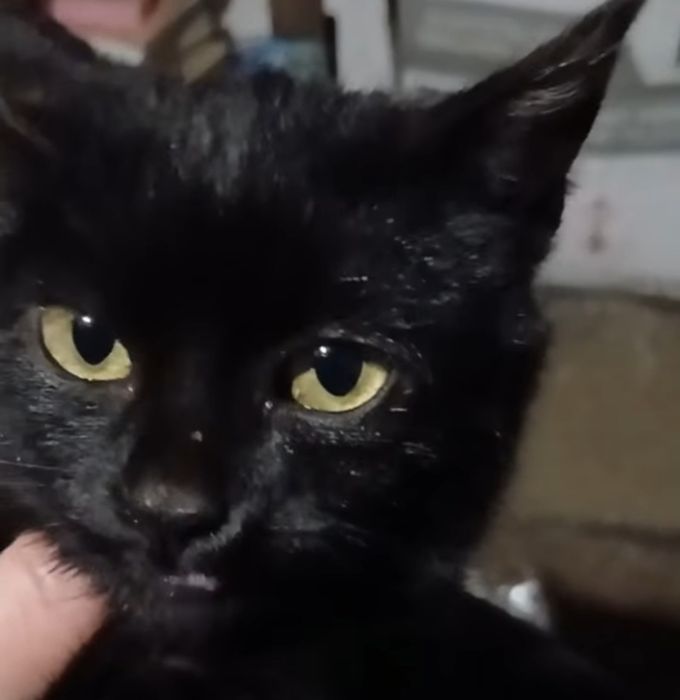 Чорне кошеня, киця 4 місяці шукає дім