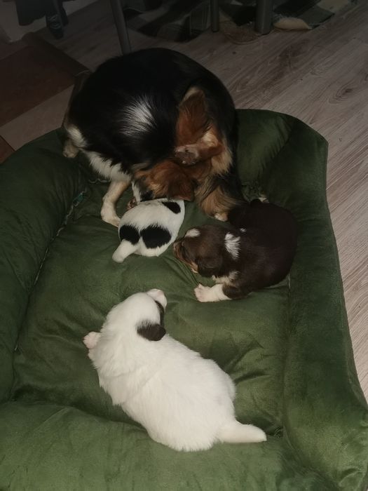 Oddam pieski malutkie kundelki